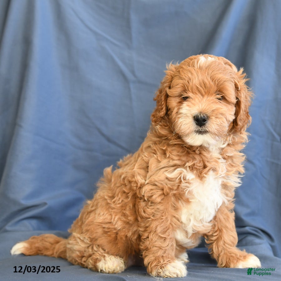 Mini Goldendoodle dogs Beauty - Ad 1