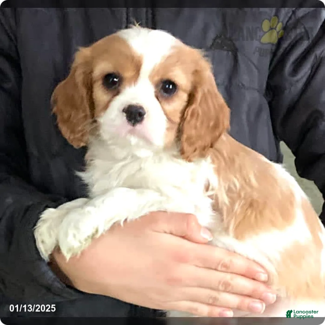 Gallery Image {{count}}