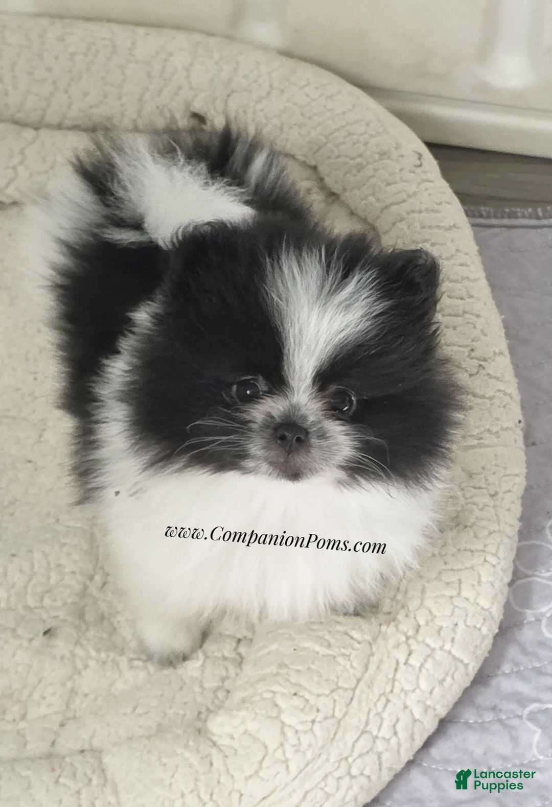 Pomeranian dogs for sale: Stella - Female - Black and White Parti - Ad 2