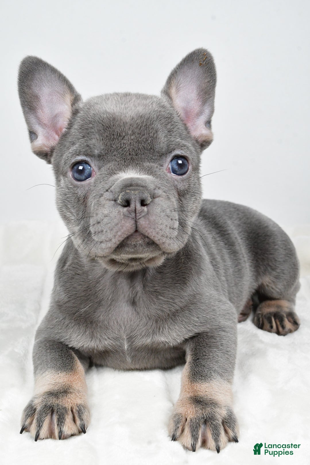 French Bulldog dogs for sale: Faith - Ad 4