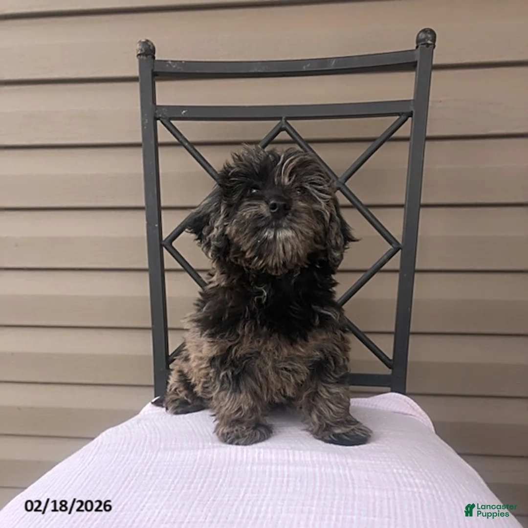 Doxiepoo dogs for sale: Miss Smokey - Ad 4