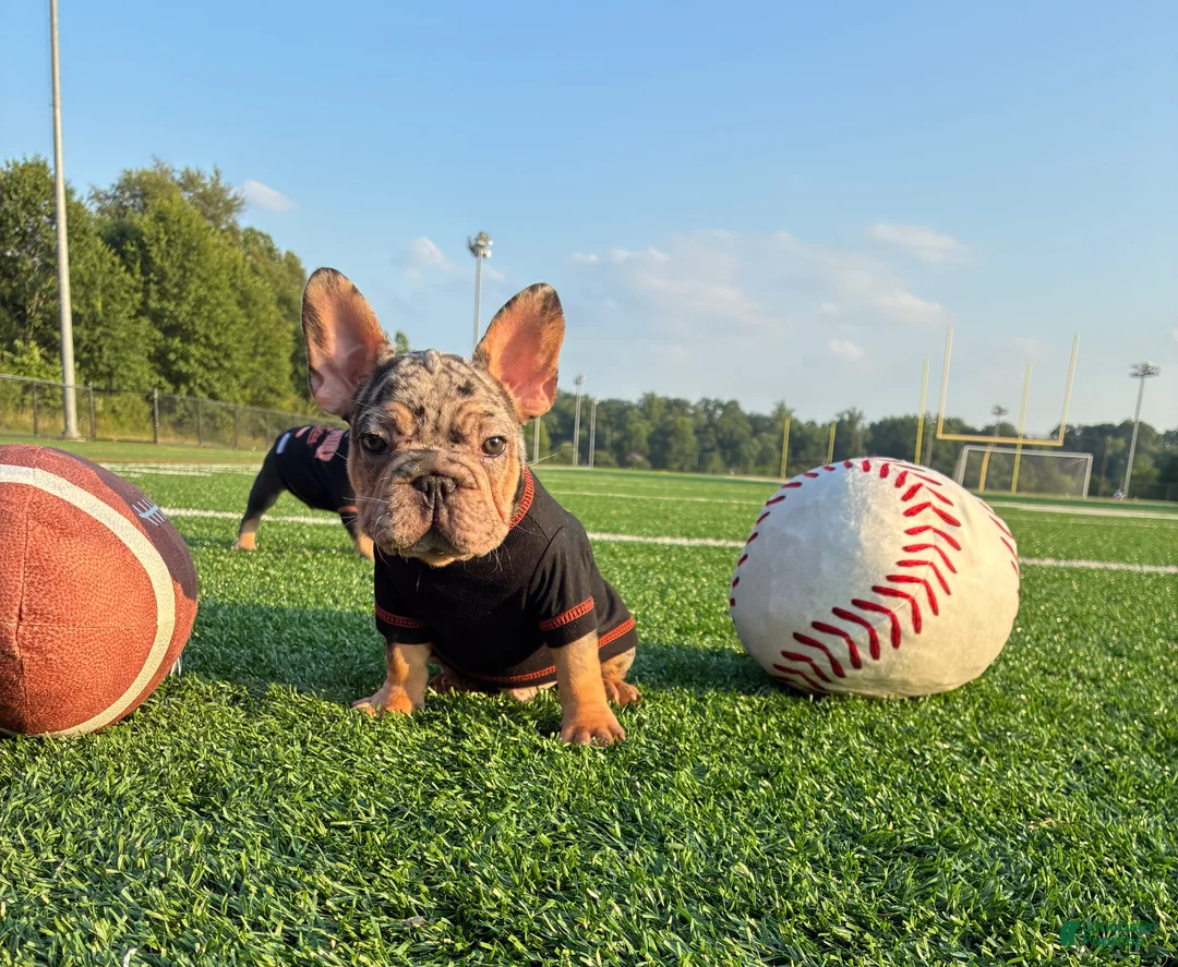 French Bulldog dogs for sale: Picasso Merle, Big Rope, and Fluffy carrier  frenchie  - Ad 1