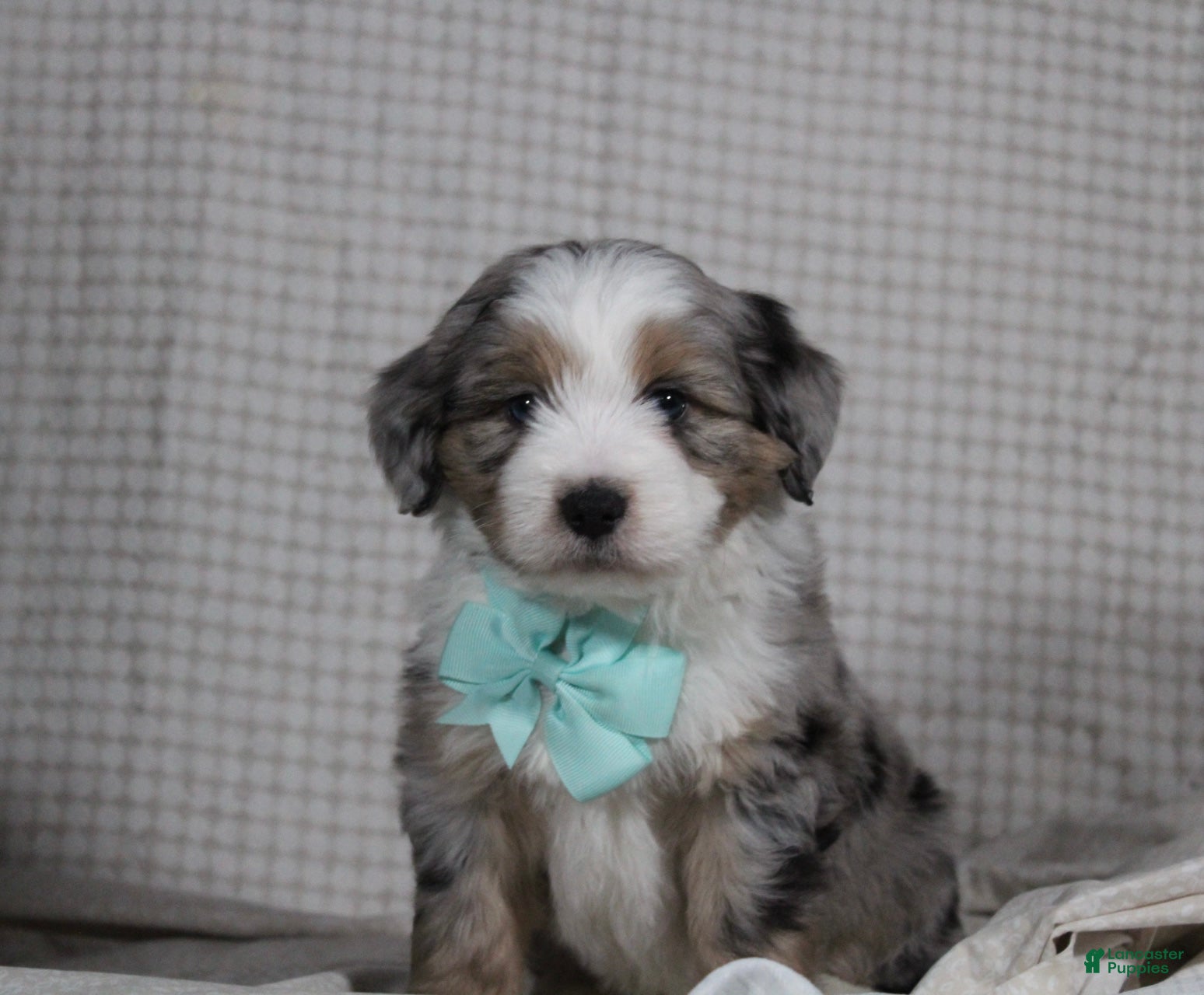 Mini Aussiedoodle dogs Kojack  - Ad 34
