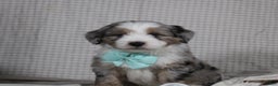 Mini Aussiedoodle dogs for sale: Kojack  - Ad 1