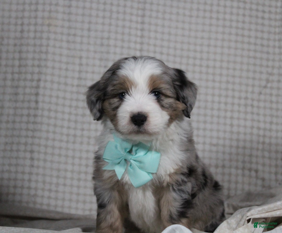 Mini Aussiedoodle dogs for sale: Kojack  - Ad 1