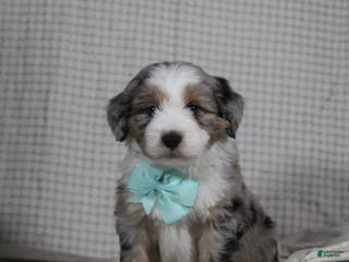 Mini Aussiedoodle dogs Kojack - Ad 34