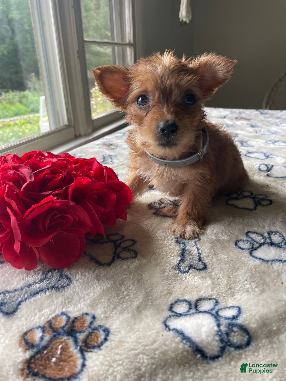 Morkie dogs for sale: Agnes - Ad 1