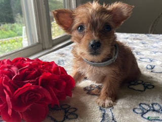 Morkie dogs Agnes - Ad 11