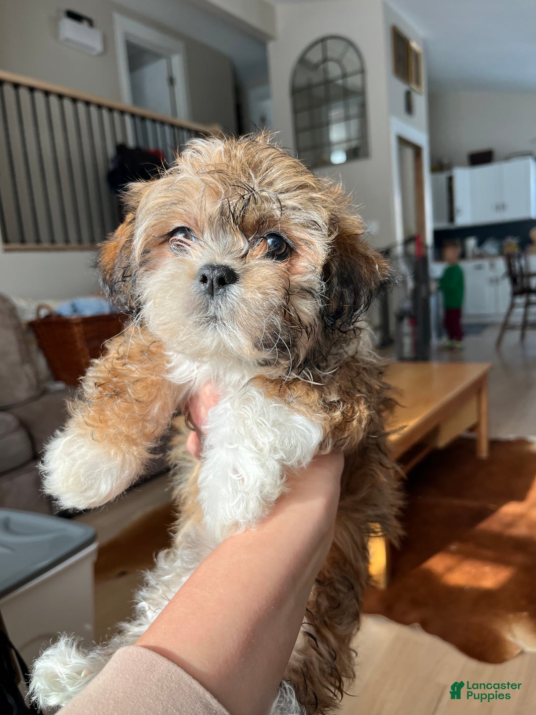 Teddy Bear dogs for sale: Alvidia - Ad 4