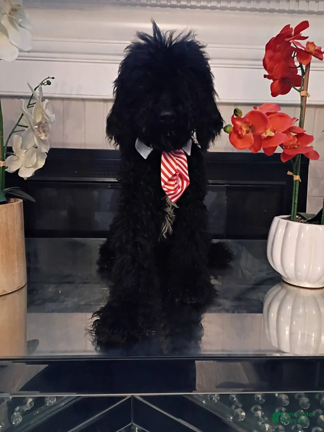 Standard Poodle dogs for sale:  Puppy 1 - Ad 1