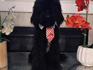 Standard Poodle dogs Puppy 1 - Ad 31