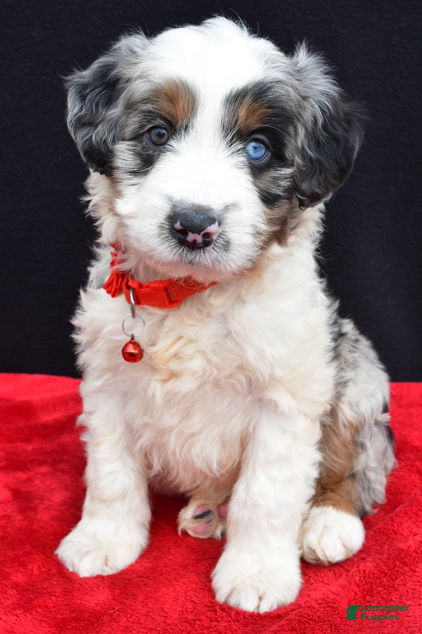 Mini Aussiedoodle dogs Wava  - Ad 1