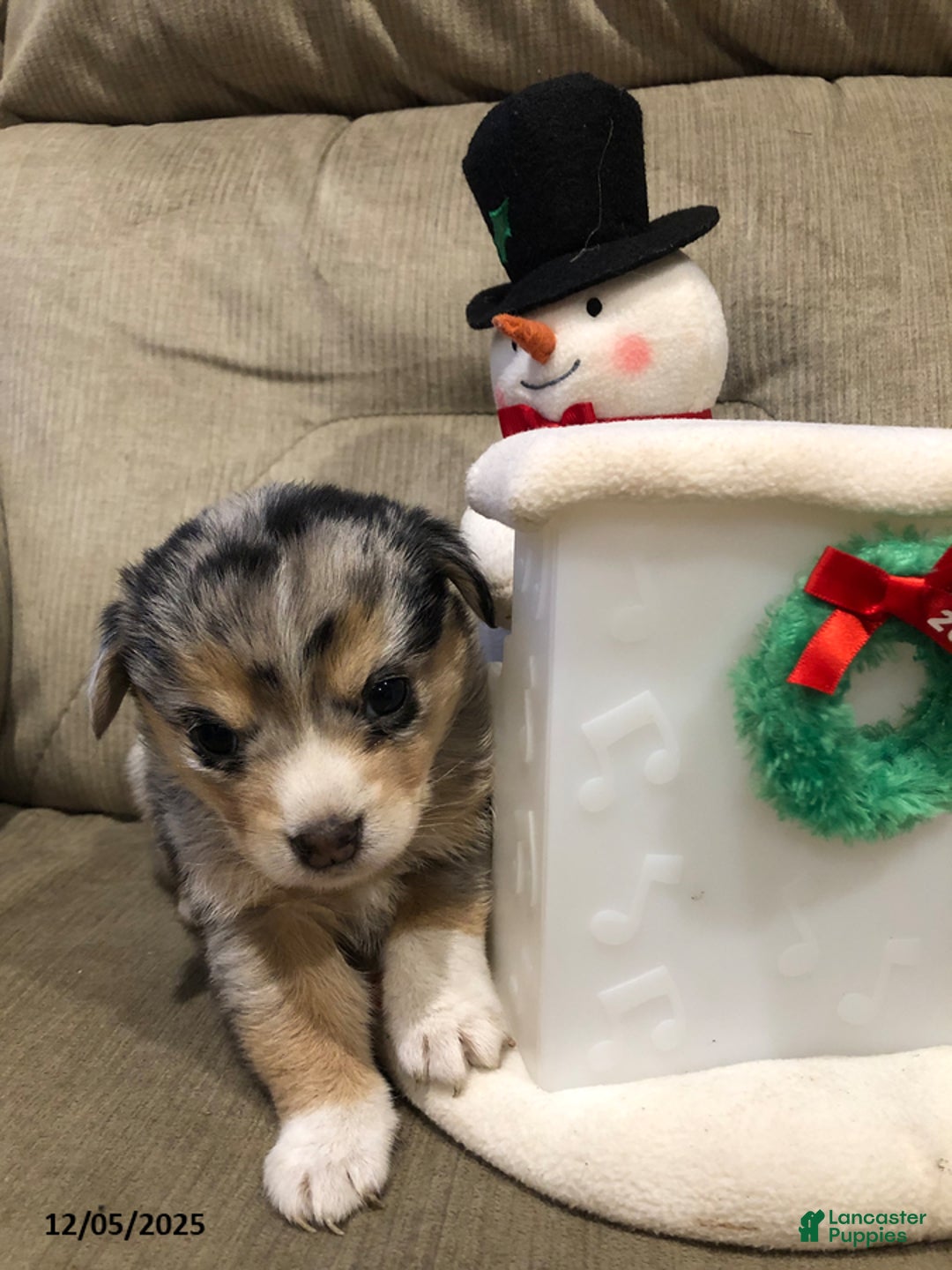 Mixed Breed dogs for sale: Knuckles - Ad 1