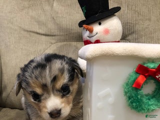 Mixed Breed dogs Knuckles - Ad 5