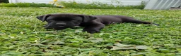 Mixed Breed dogs for sale: Clark - Ad 2