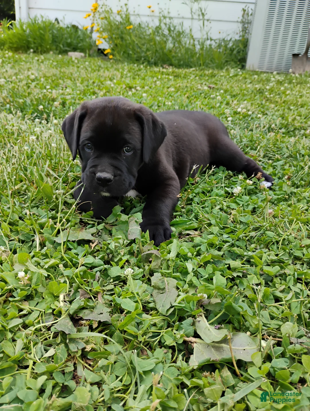 Mixed Breed dogs for sale: Clark - Ad 2