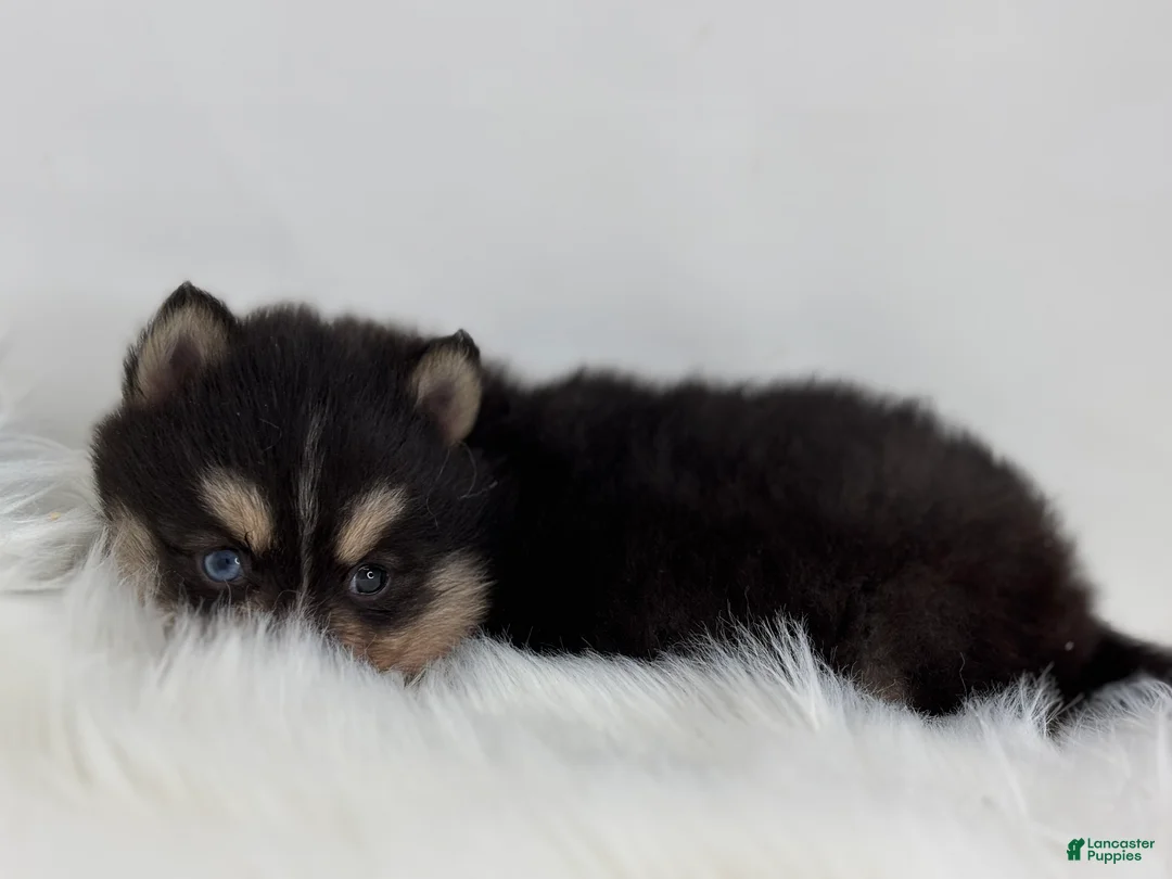 Pomsky dogs for sale: Christopher - Ad 2