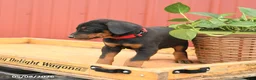 Doberman Pinscher dogs for sale: Russell - Ad 3