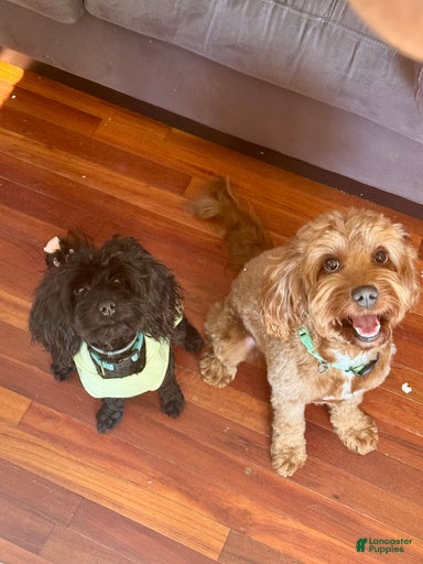 Gallery Image {{count}}