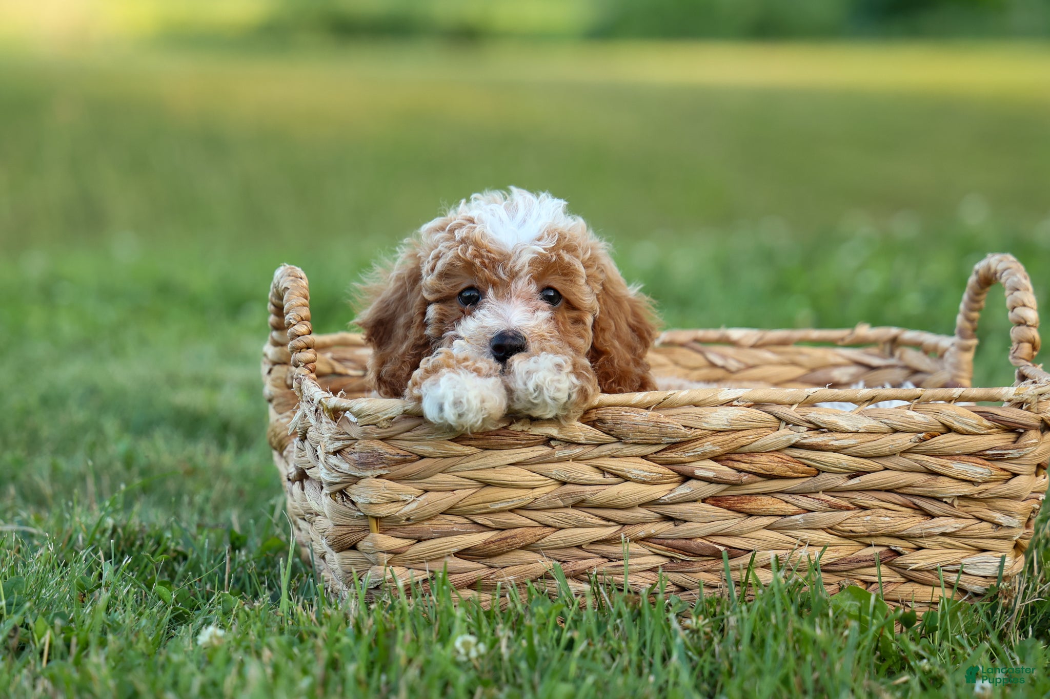 Miniature Poodle dogs  Ginger 🌸 - Ad 2