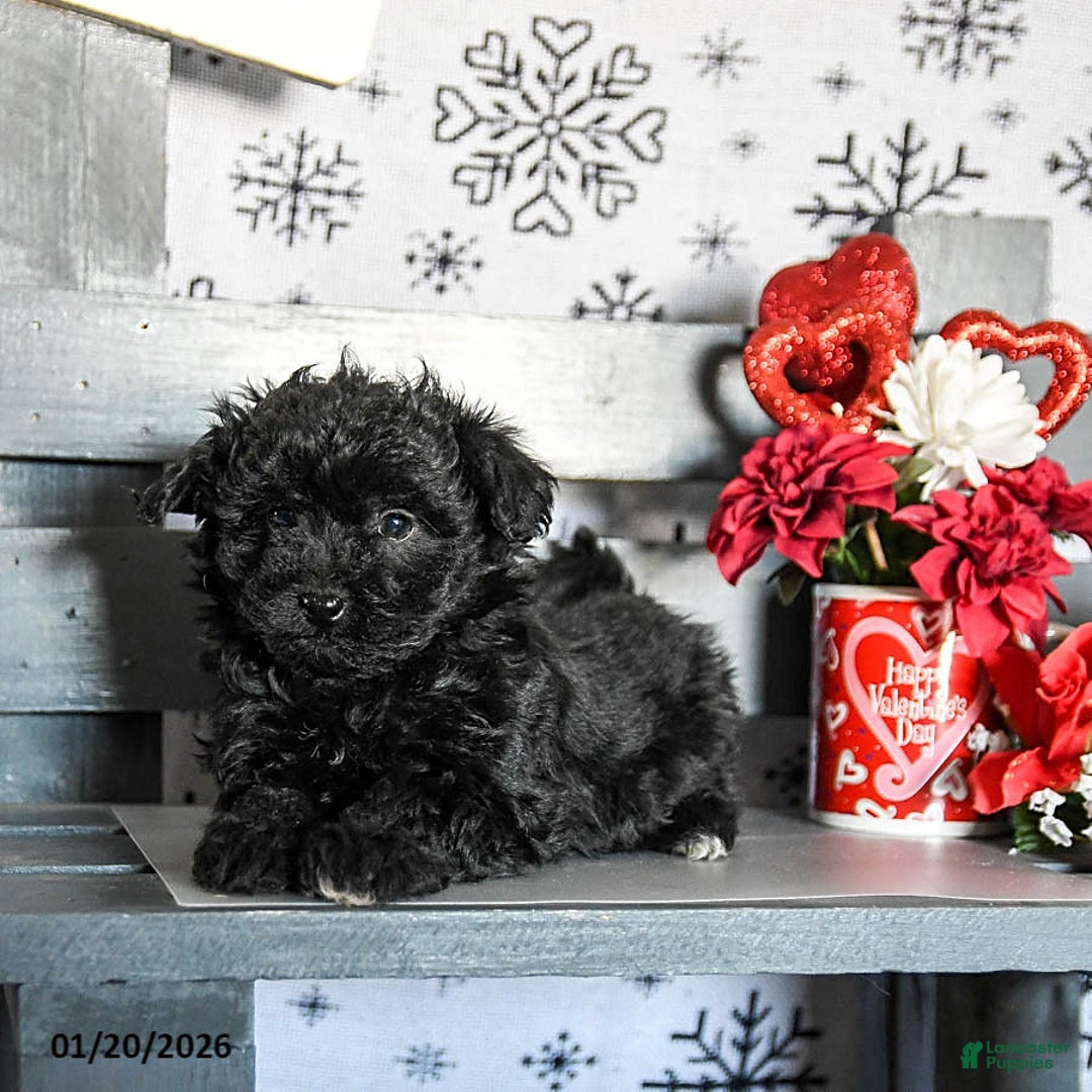 Havapoo dogs for sale: Remy - Ad 4