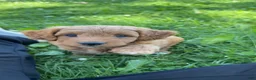 Mini Goldendoodle dogs for sale: Smoothie - Ad 5