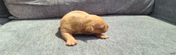 American Bully dogs for sale: Bella - Ad 3