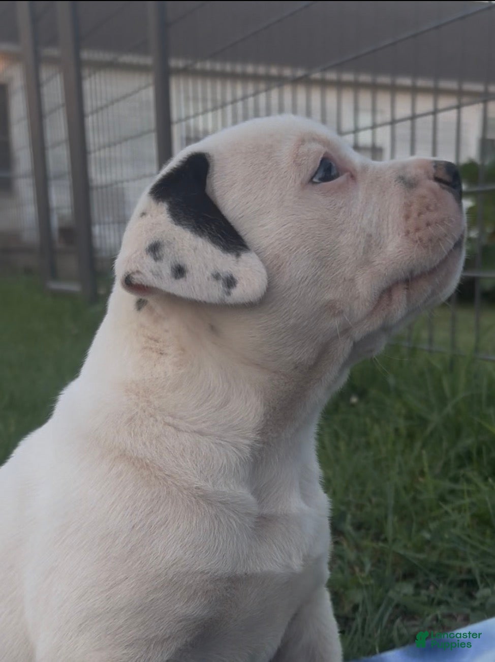 American Bulldog dogs Grover - Ad 2