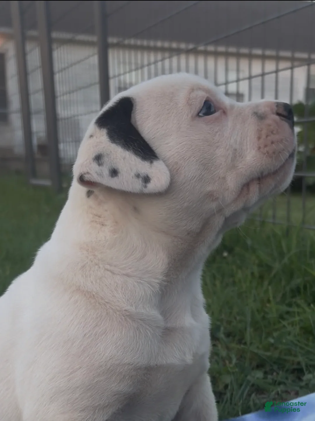 American Bulldog dogs for sale: Grover - Ad 2