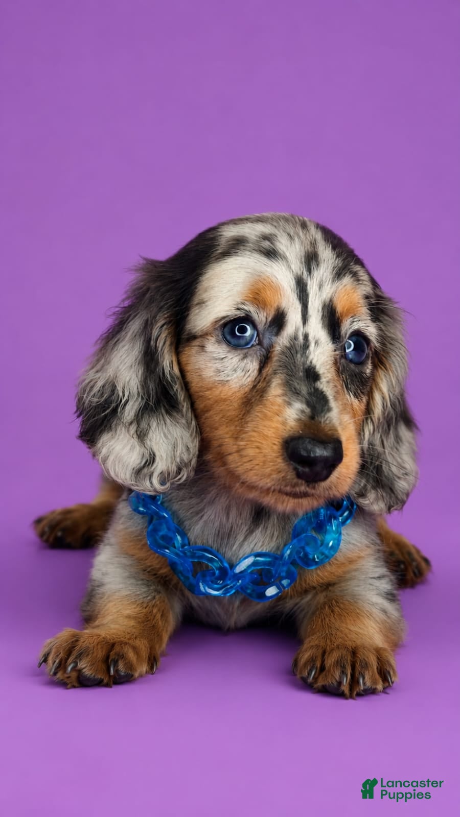 Dachshund dogs Dachshund Puppy 2 - Ad 8
