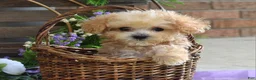 Maltipoo dogs for sale: Ethan  - Ad 5