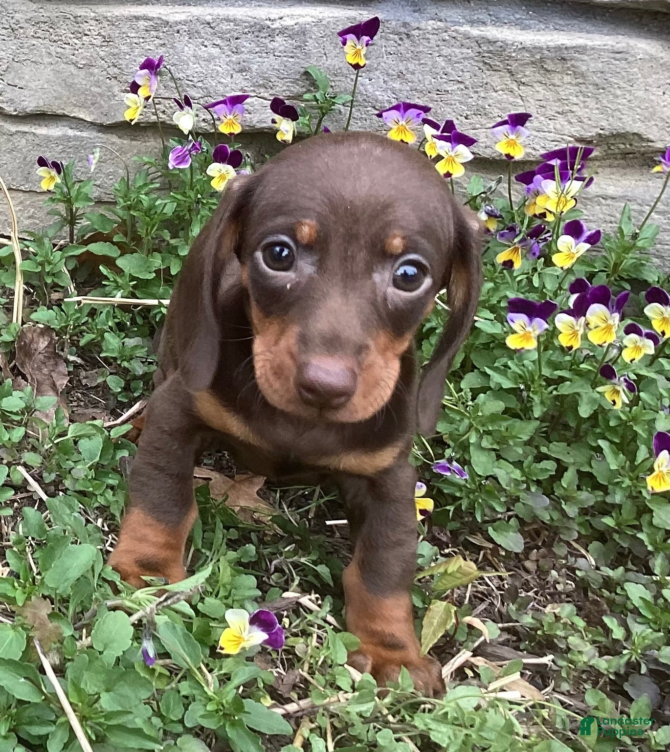 Miniature Dachshund dogs Peanut  - Ad 2