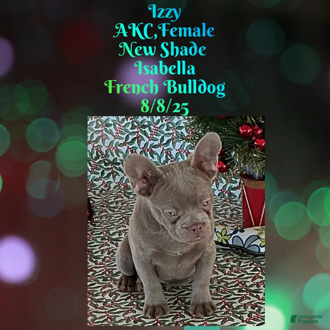 French Bulldog dogs for sale:  “Izzy the Queen: Hazel-Eyed Beauty with Boss Energy & Breeding Potential” - Ad 2
