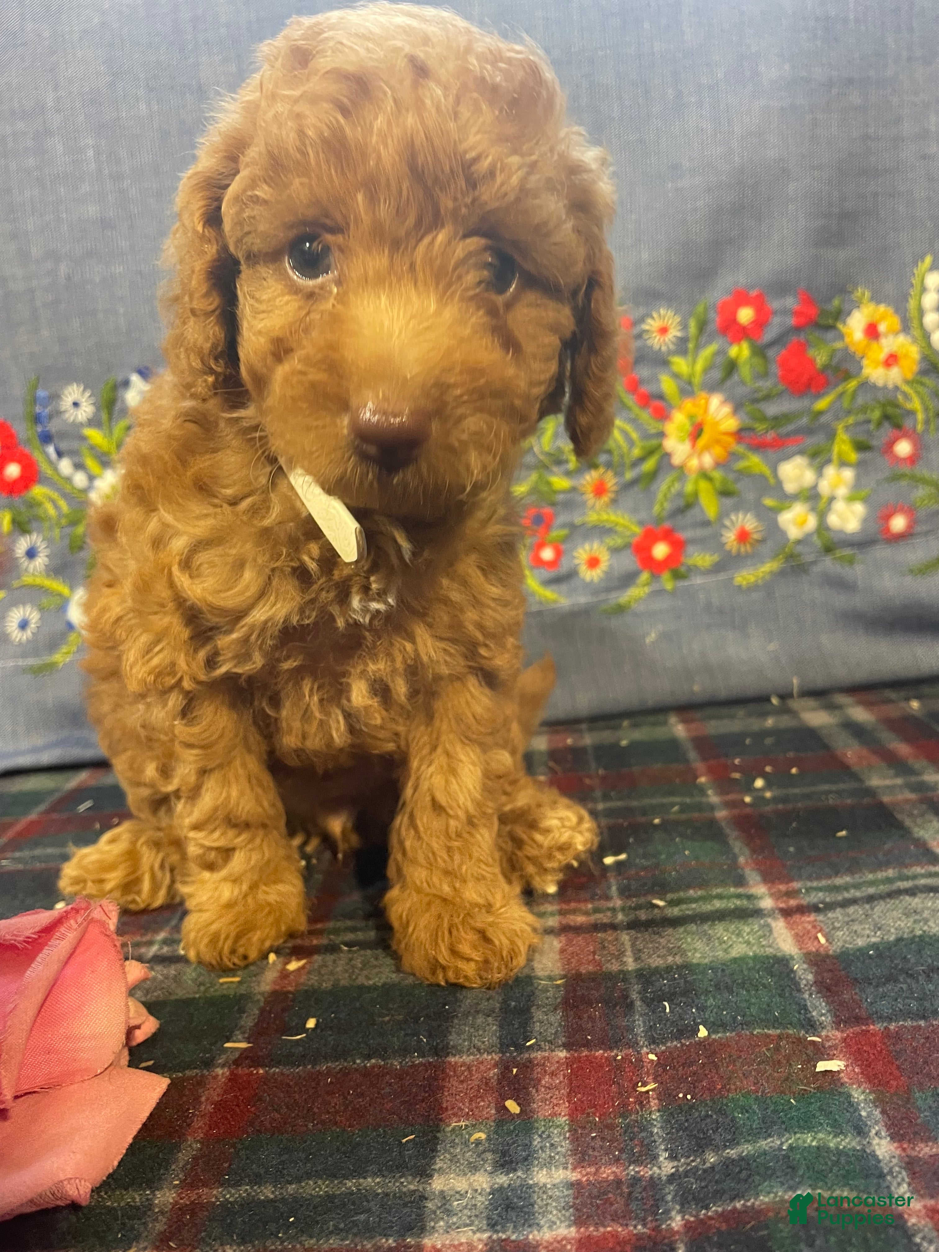 Toy Poodle dogs Margie - Ad 1