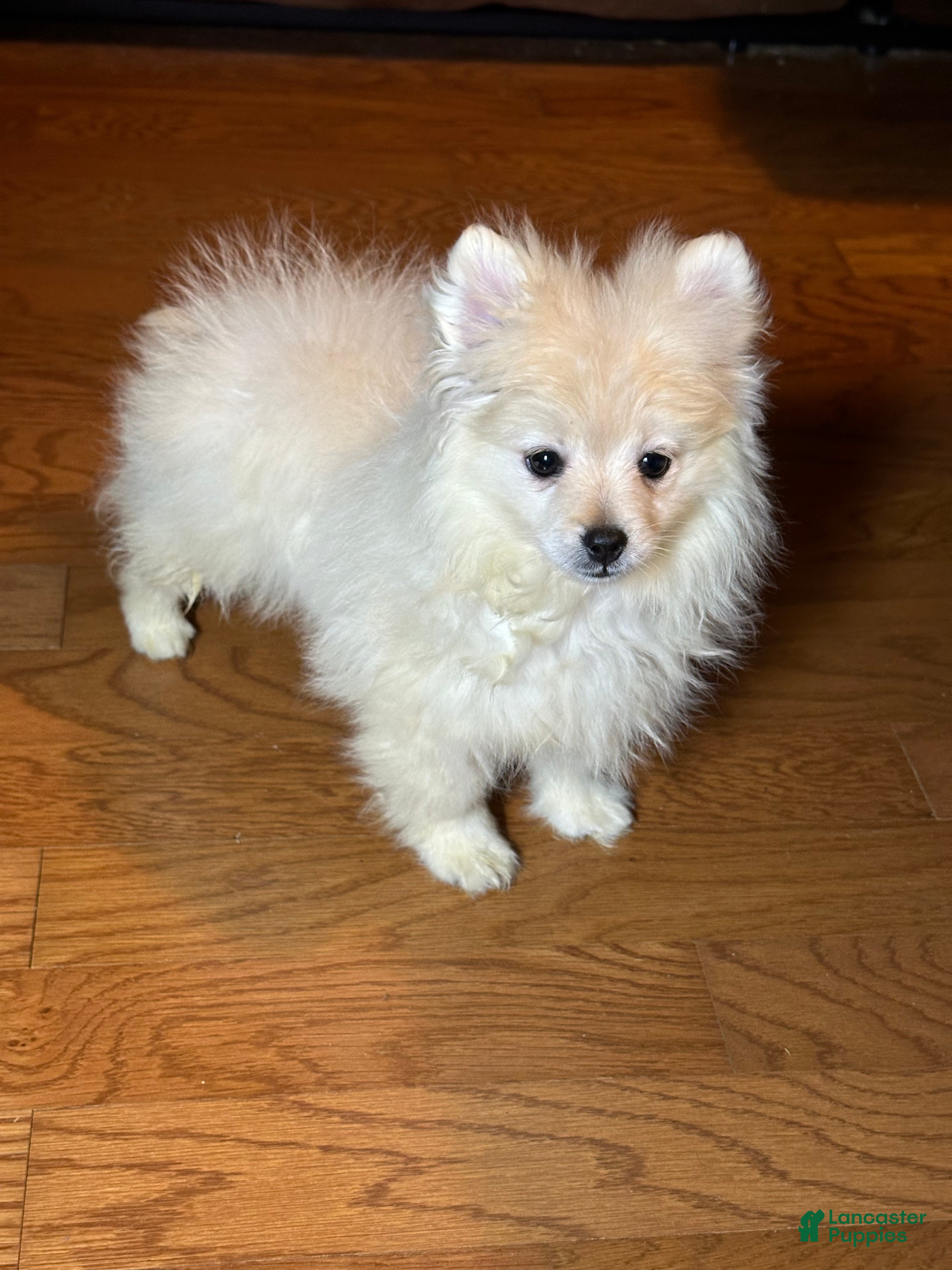 Pomeranian dogs Casper - Ad 1