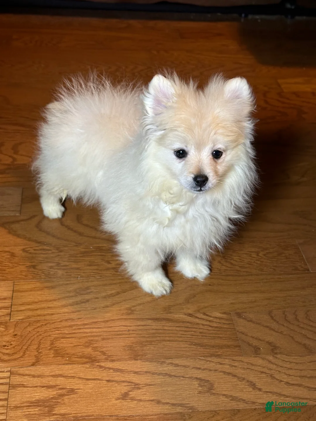 Pomeranian dogs for sale: Casper - Ad 1