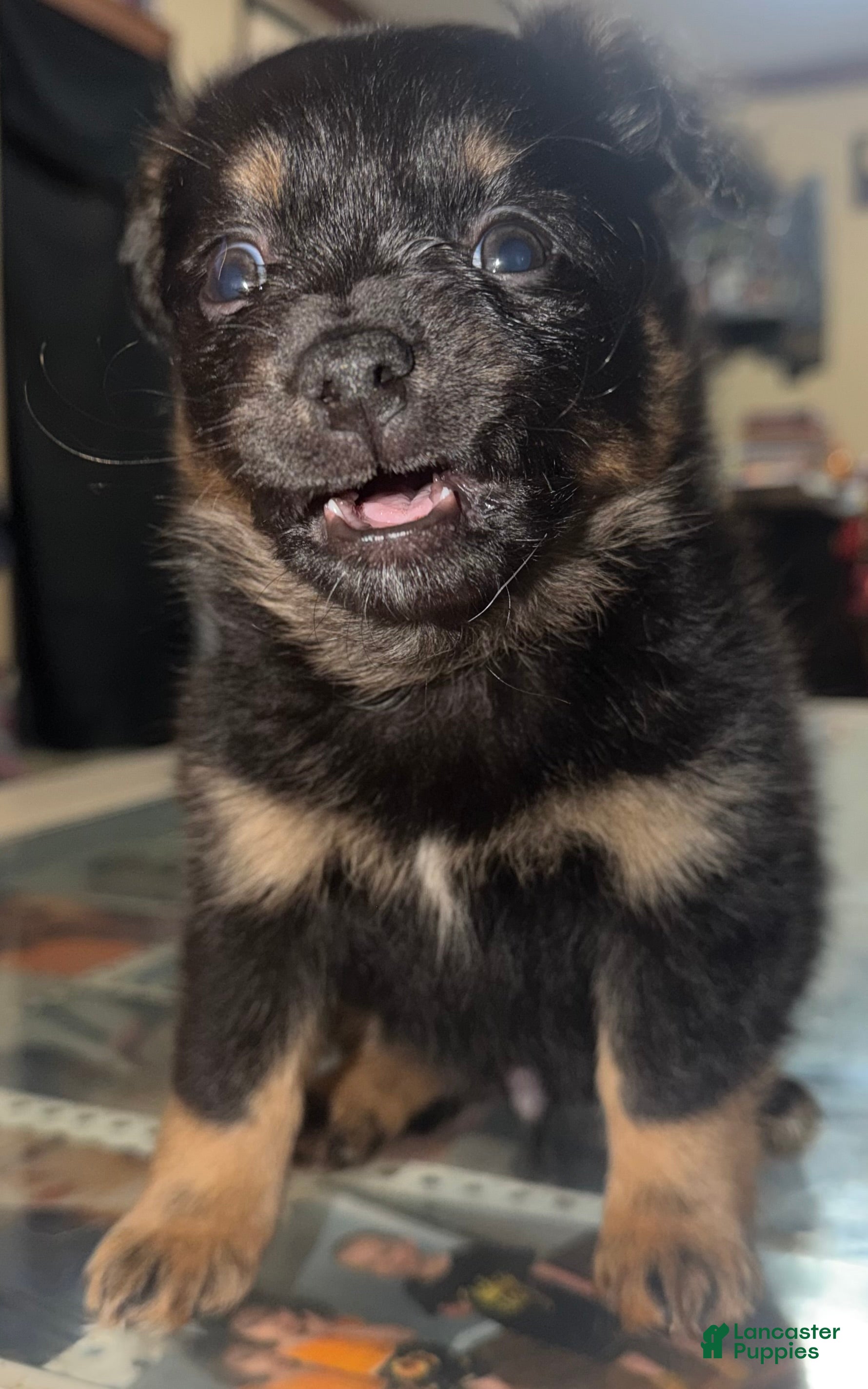 Mixed Breed dogs Presley - Ad 26