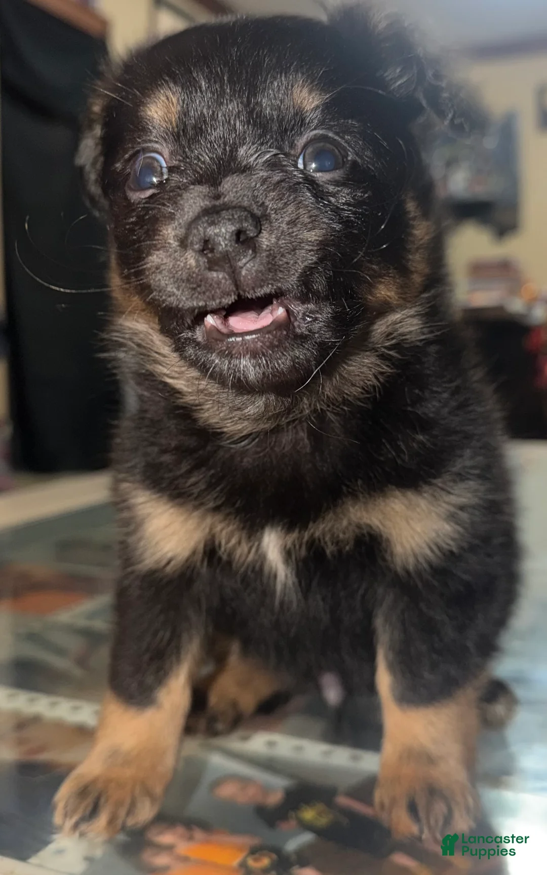 Mixed Breed dogs for sale: Presley - Ad 1