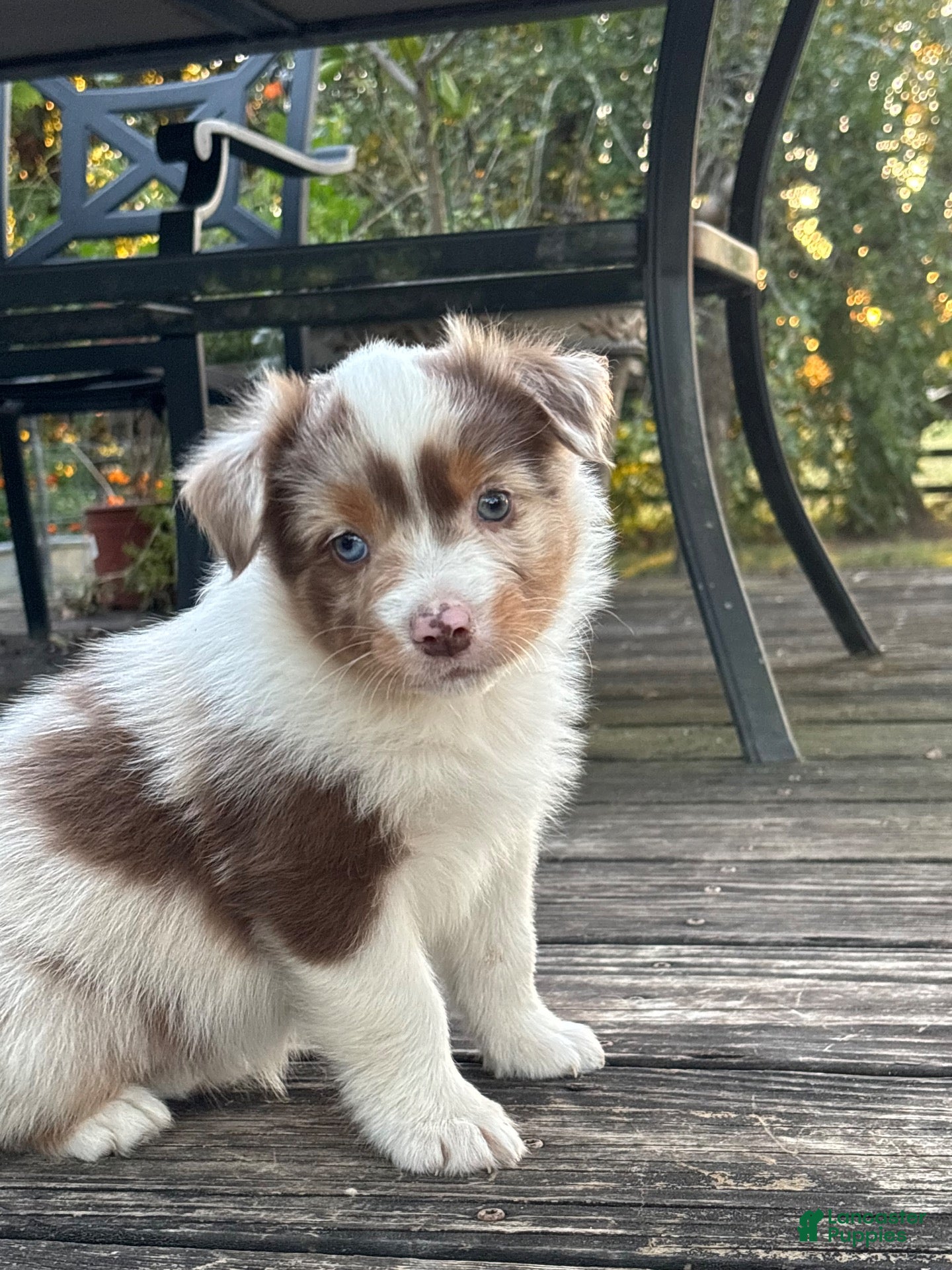 Australian Shepherd dogs for sale: Australian Shepherd 6 - Ad 1