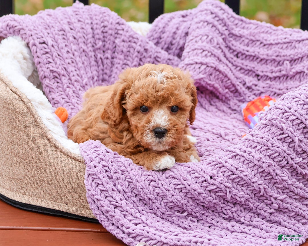 Cavapoo dogs for sale: Cici - Ad 4