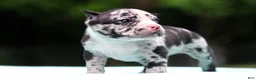 American Bully dogs for sale: Black Merle Male - Ad 8