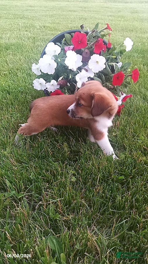 Mixed Breed dogs for sale: Shirley - Ad 6