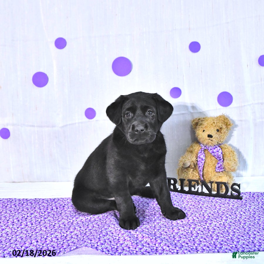 Labrador Retriever dogs Pearl - Ad 2