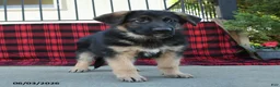 Mixed Breed dogs for sale: River  - Ad 9