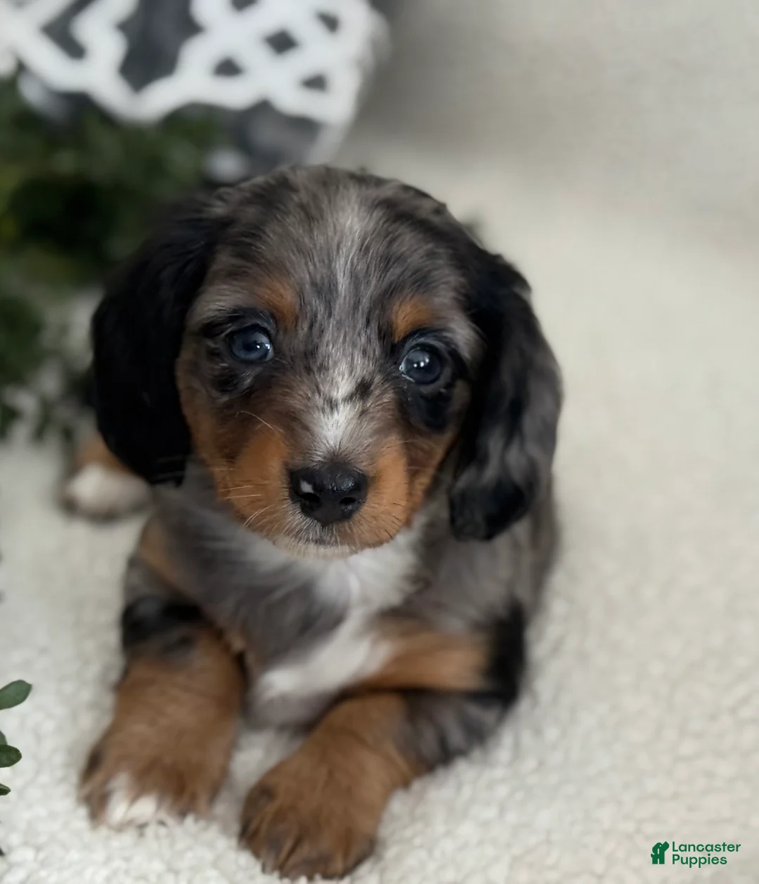 Miniature Dachshund dogs for sale: Tessa - Ad 3