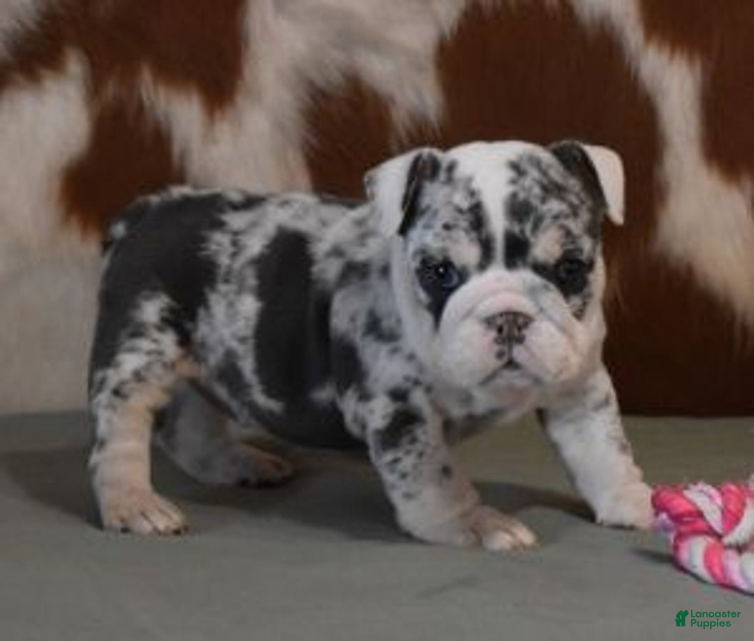 English Bulldog dogs for sale: TRISH - Ad 5