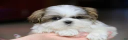 Shih Tzu dogs for sale: Wylee - Ad 9