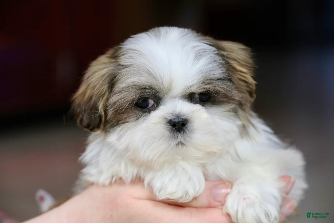 Shih Tzu dogs for sale: Wylee - Ad 9