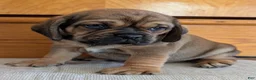 Puggle dogs for sale: Chase  - Ad 1