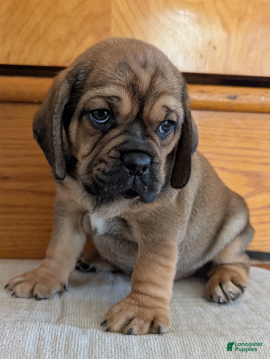 Puggle dogs for sale: Chase  - Ad 1
